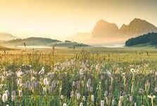 糖心app直播下载绿色-关注直播新时代，探讨绿色下载平台糖心的魅力与选择